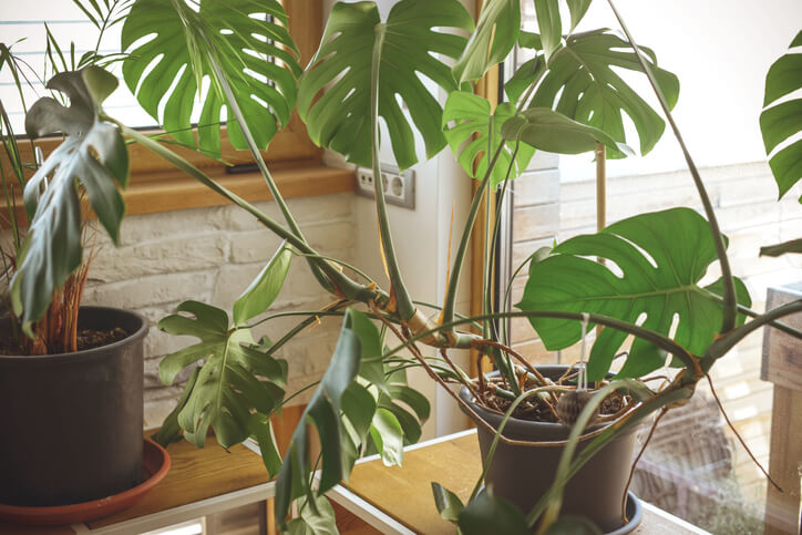 Stabilisierung und Haftung der Pflanze