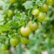 Stachelbeeren selber vermehren