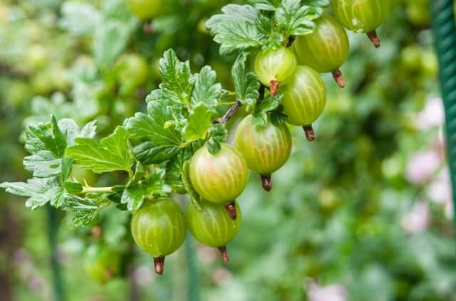 Stachelbeeren selber vermehren