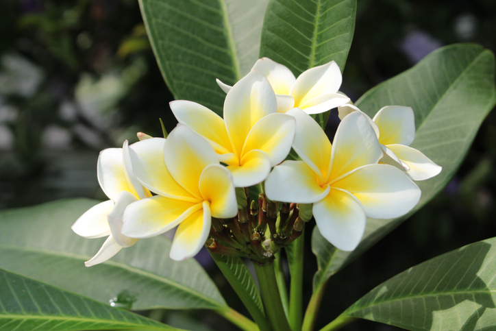 Standort und Pflege der Frangipani