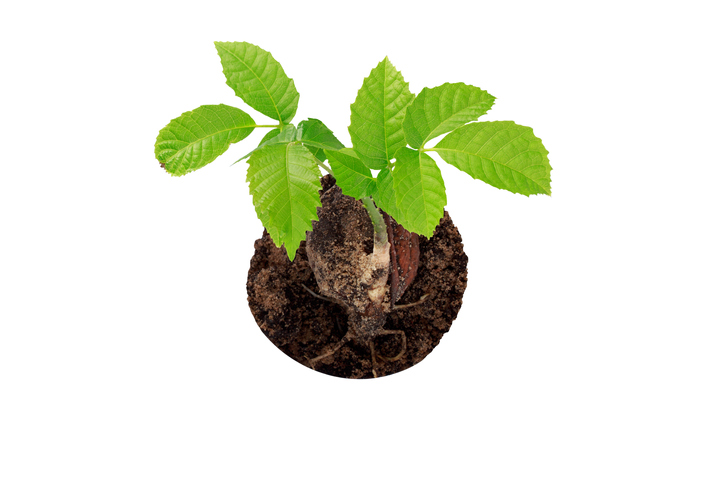 Standort und Pflege des Keimlings