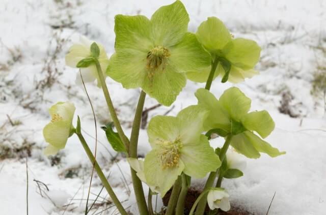 Stauden für ein winterhartes Blumenbeet