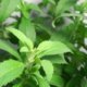 Stevia ernten und verarbeiten - praktische Tipps