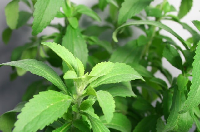 Stevia ernten und verarbeiten - praktische Tipps