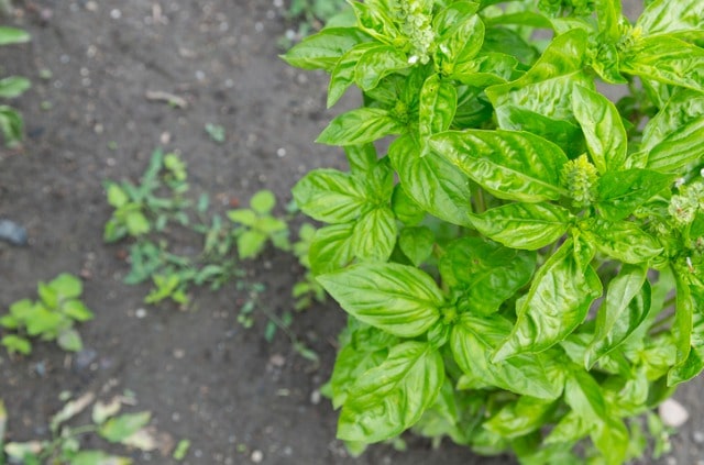 Strauchbasilikum im Garten anbauen, ernten und trocknen