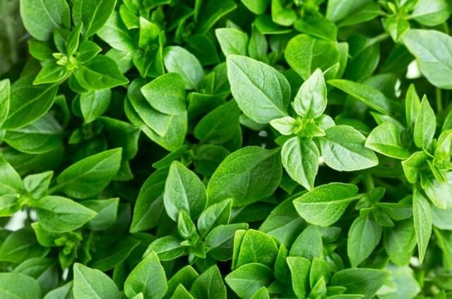 Strauchbasilikum schneiden - Zeitpunkt und Anleitung