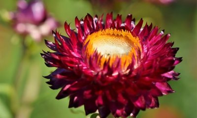 Strohblume im Garten - welche Sorten sind winterhart