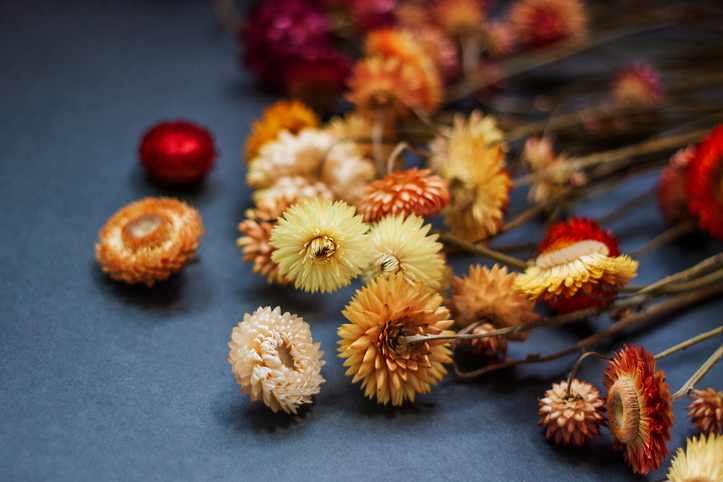Strohblumen trocknen - so geht's