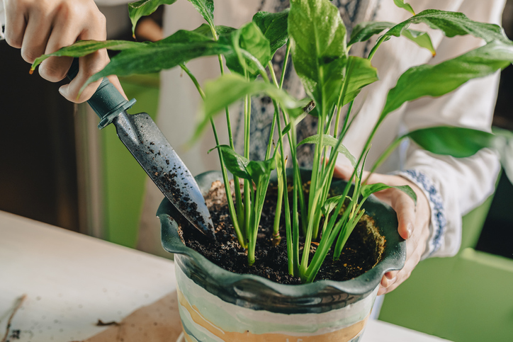 Substratmischung für das Einblatt herstellen