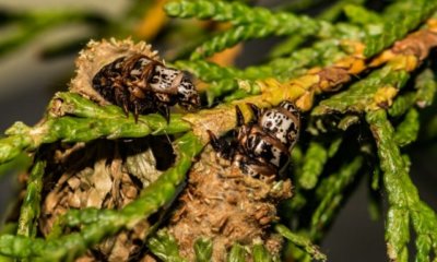 Thuja Schädlinge erkennen und bekämpfen