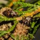 Thuja Schädlinge erkennen und bekämpfen
