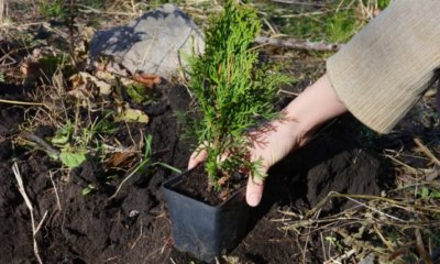 Thuja über Stecklinge vermehren