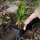 Thuja über Stecklinge vermehren