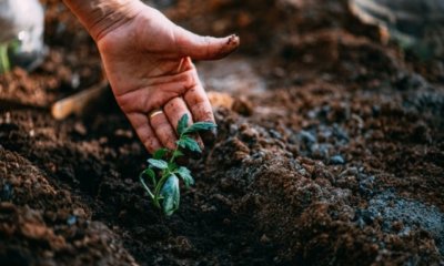 Tomaten im Freiland pflanzen - Tipps und Tricks