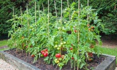 Tomaten ins Hochbeet pflanzen