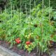 Tomaten ins Hochbeet pflanzen