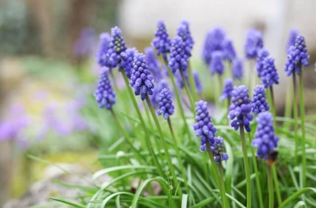 Traubenhyazinthe richtig pflegen