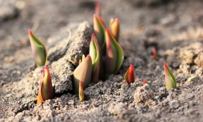 Tulpen düngen - Zeitpunkt und Düngerart