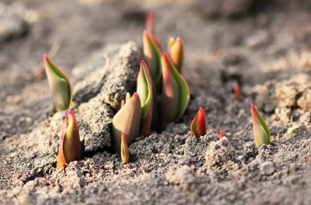 Tulpen düngen - Zeitpunkt und Düngerart