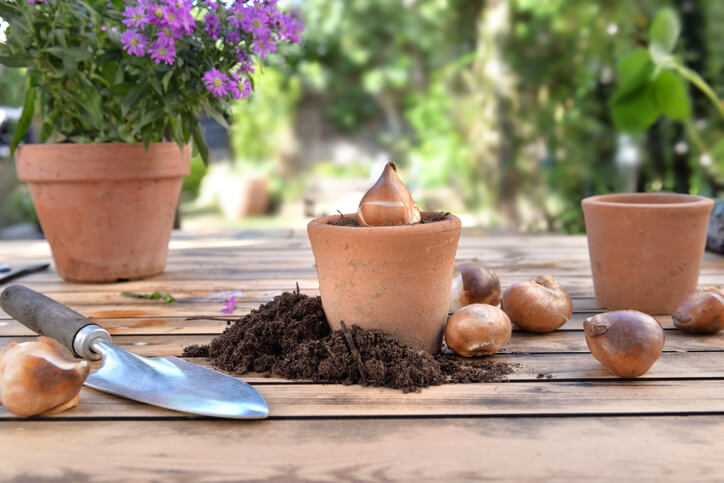 Tulpen düngen - die besten Tipps