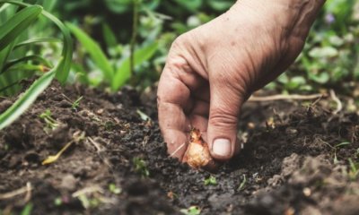 Tulpen einpflanzen - die ideale Pflanztiefe