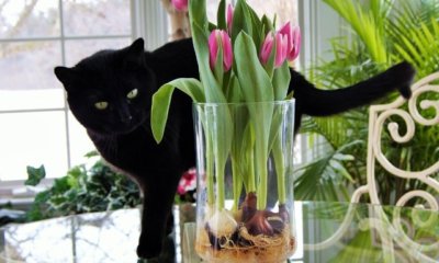 Tulpen im Glas vorziehen - so wird es richtig gemacht!