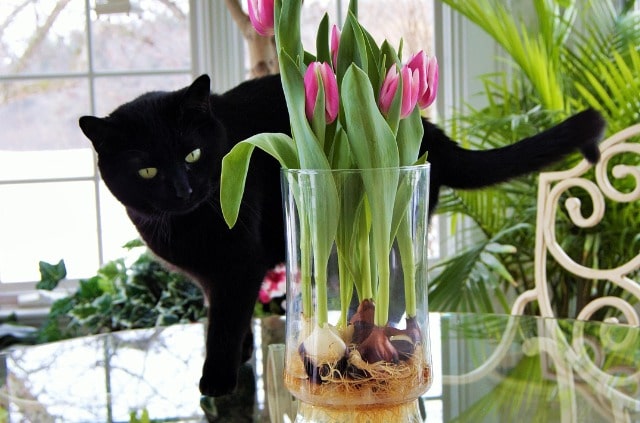 Tulpen im Glas vorziehen - so wird es richtig gemacht!