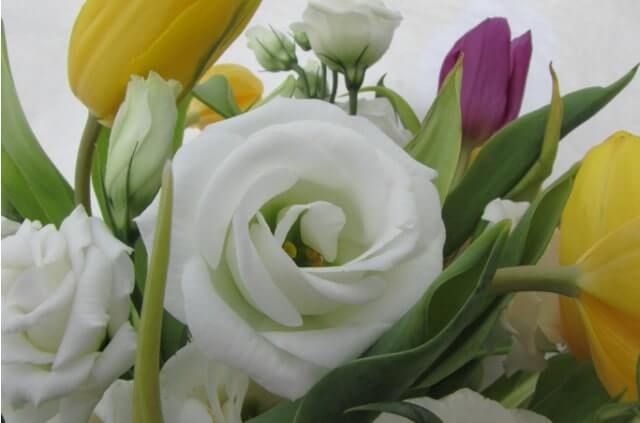 Tulpen und Rosen zusammen pflanzen - eine gute Kombination