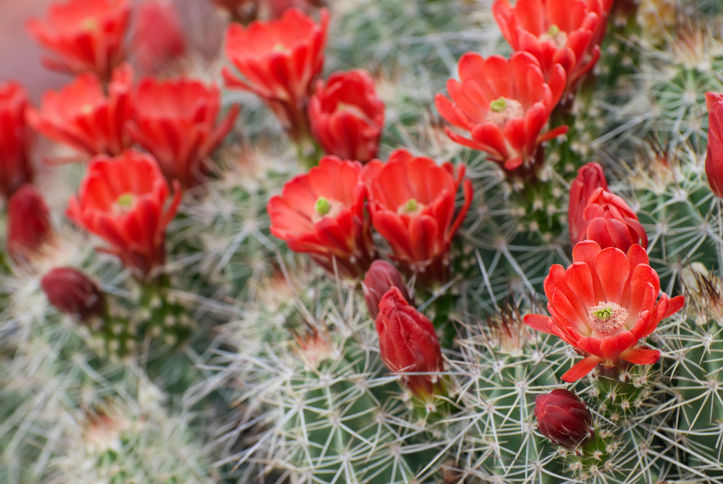 Über die Gattung Echinocereus