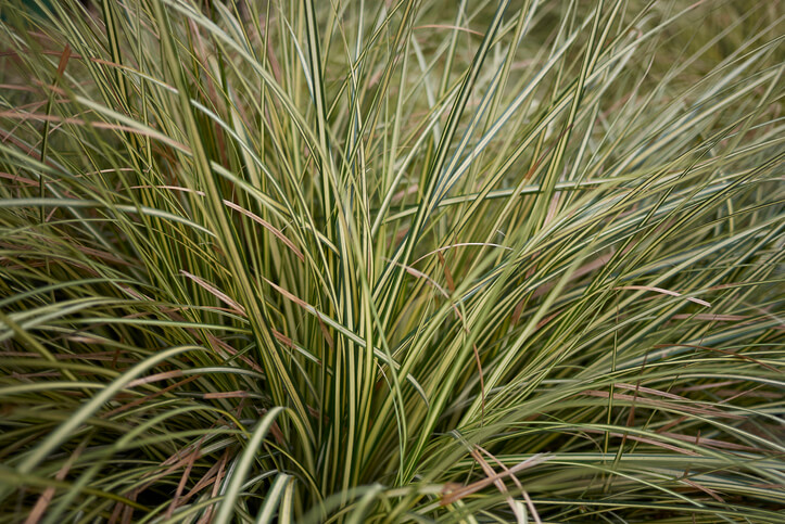 Überschüssiges Gras abschneiden