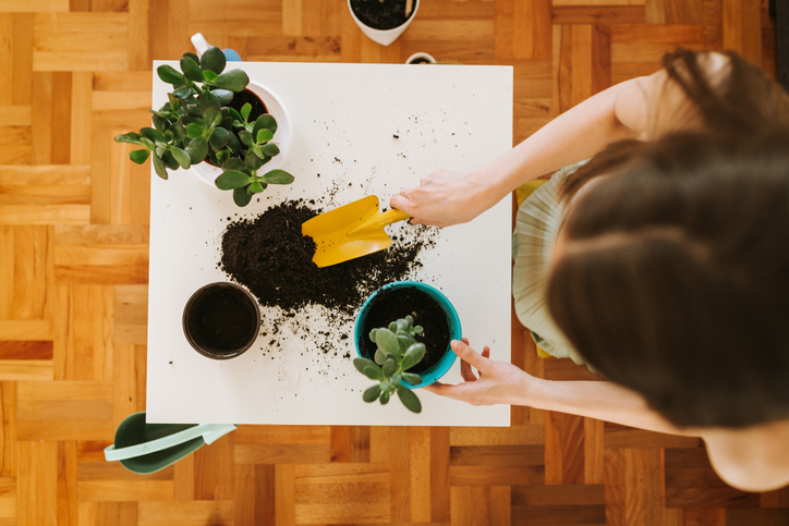 Umtopfen und Schneiden