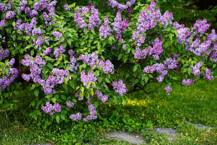 Verdichtete Böden auflockern