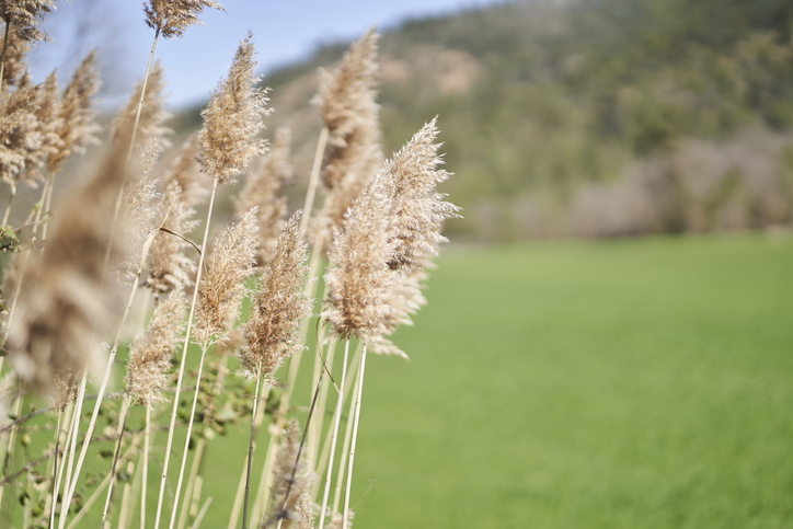 Vermehrung durch Teilung