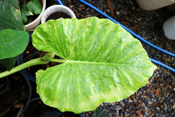 Vermehrung über Blattstecklinge