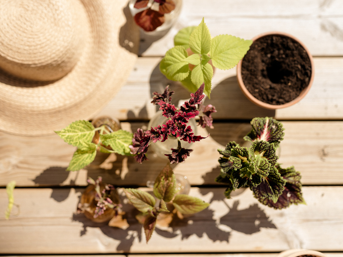 Vermehrung von Buntnesseln