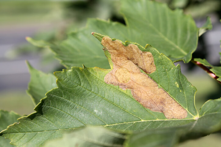 Verticillium-Welke