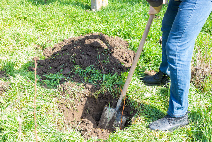 Vor dem Einpflanzen die Vorbereitung des Bodens