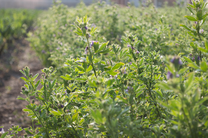Vorgehensweise bei der Aussaat