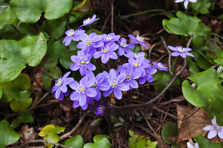 Vorkommen und Standort