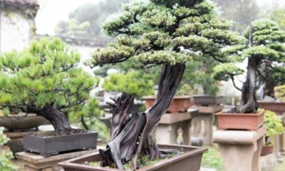 Waldkiefer als Bonsai ziehen und pflegen