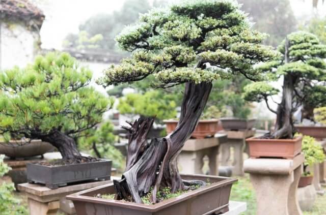 Waldkiefer als Bonsai ziehen und pflegen