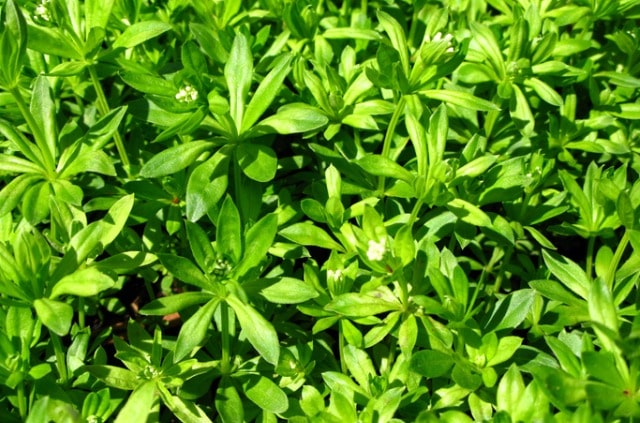 Waldmeister richtig ernten und verarbeiten