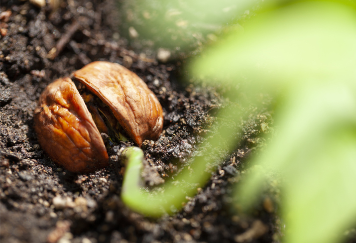 Walnuss im Topf vorziehen