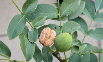 Walnuss im Topf ziehen