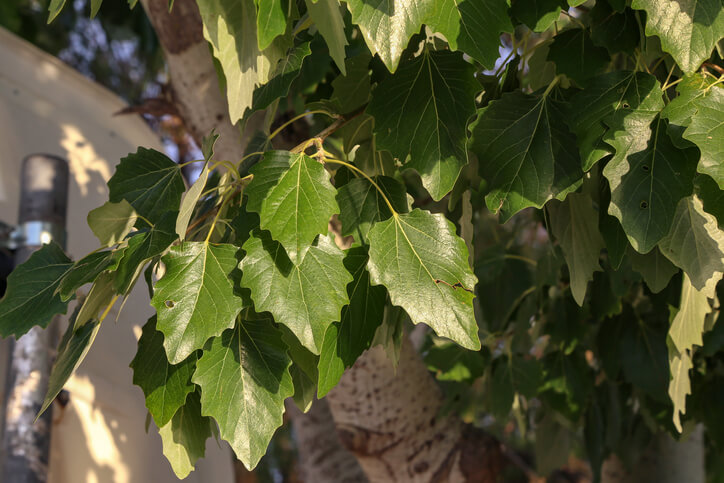 Wann darf ich einen Baum fällen