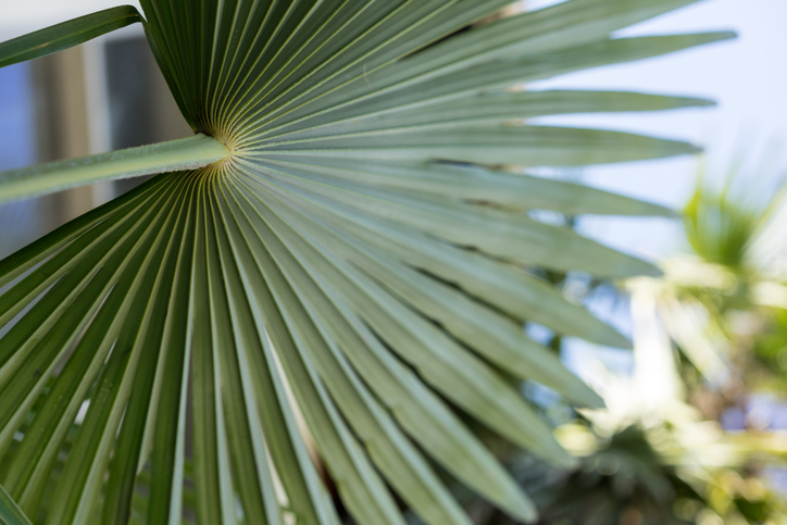 Wann eine Hanfpalme umgetopft werden muss