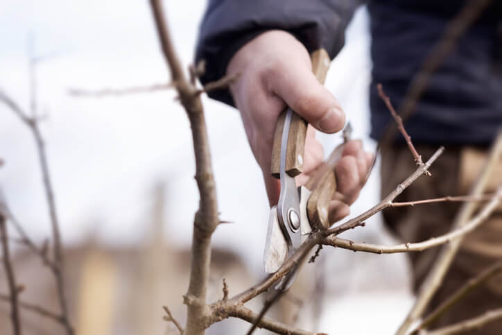 Wann sollten Sie Pflaumen beschneiden