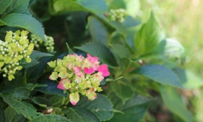 Warum bleibt die Hortensie grün