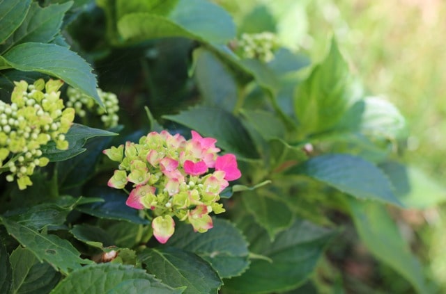 Warum bleibt die Hortensie grün