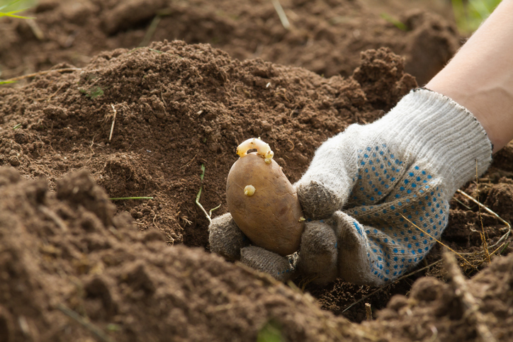 Warum sollte man Frühkartoffeln selber anbauen